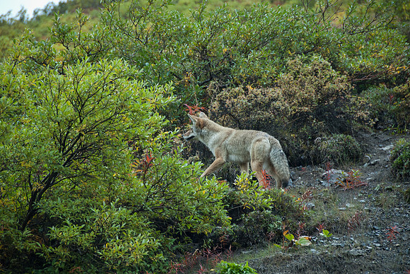Denali National Park, Alaska