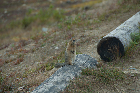 Artice Ground Squirrel
