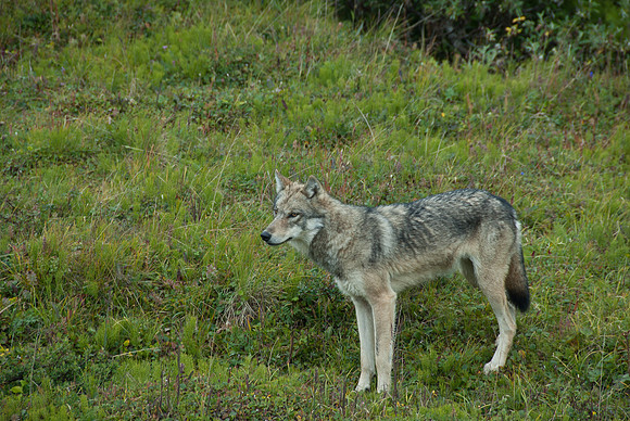 Denali National Park, Alaska