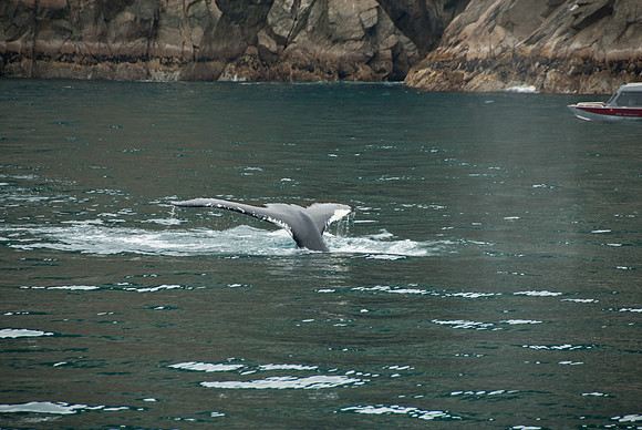 Kenai Fjords National Park, Alaska