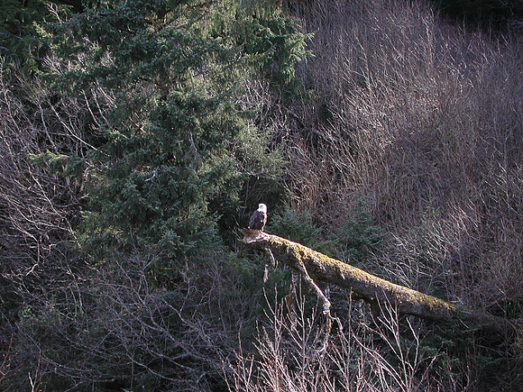 Bald Eagle near PNH base