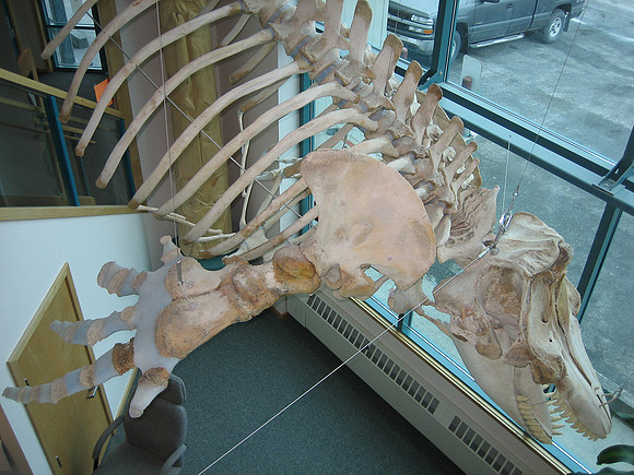 Eyak the orca