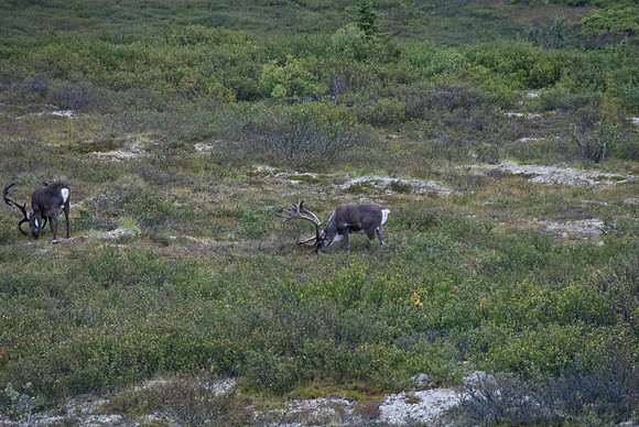 Cariboo