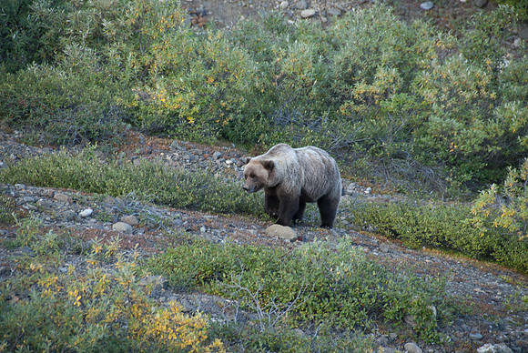 Denali National Park, Alaska