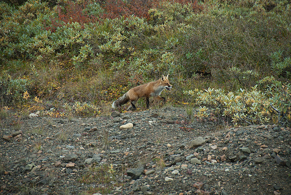 Denali National Park, Alaska