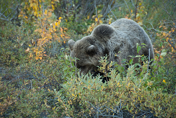Denali National Park, Alaska