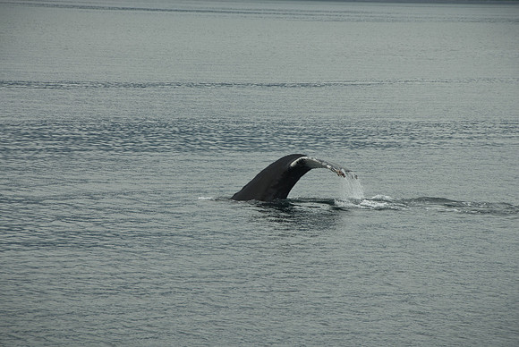 Kenai Fjords National Park, Alaska