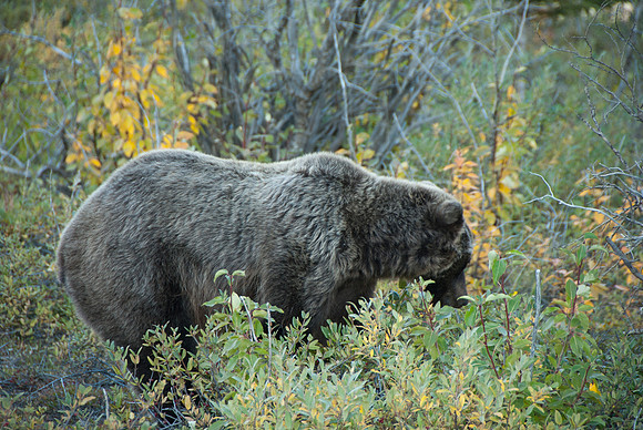 Denali National Park, Alaska