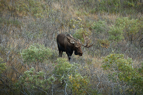 Denali National Park, Alaska