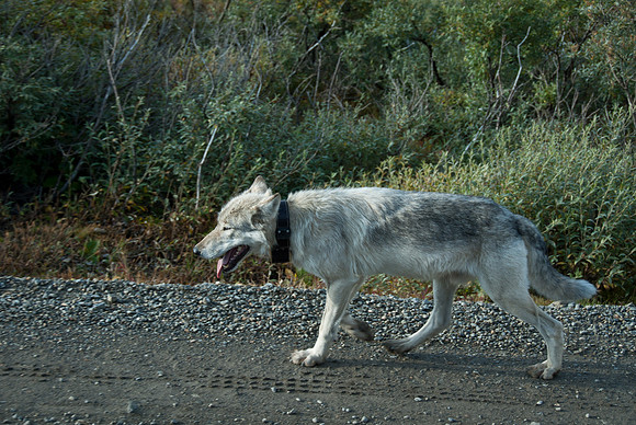 Denali National Park, Alaska