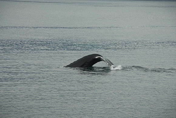 Kenai Fjords National Park, Alaska