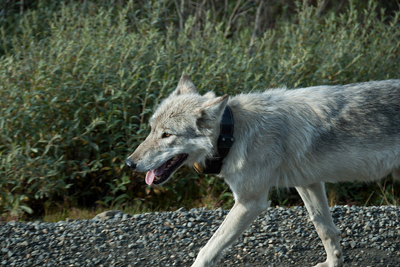 Denali National Park, Alaska