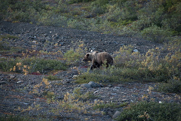 Denali National Park, Alaska