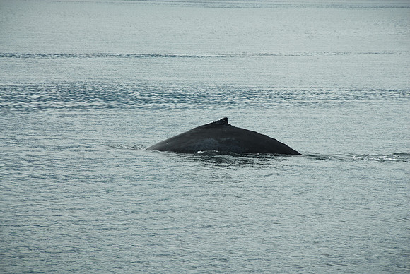 Kenai Fjords National Park, Alaska