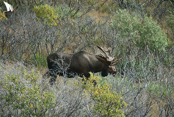 Denali National Park, Alaska