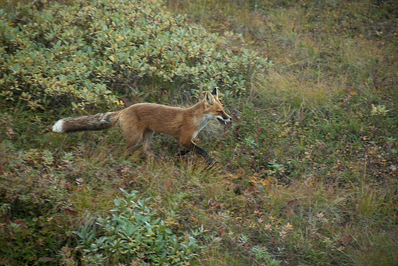 Denali National Park, Alaska