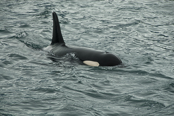 Kenai Fjords National Park, Alaska