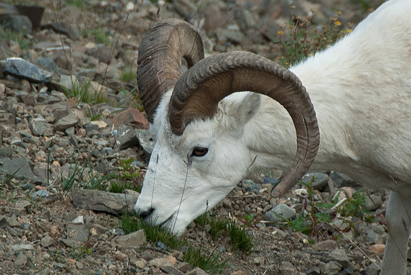 Dall Sheep