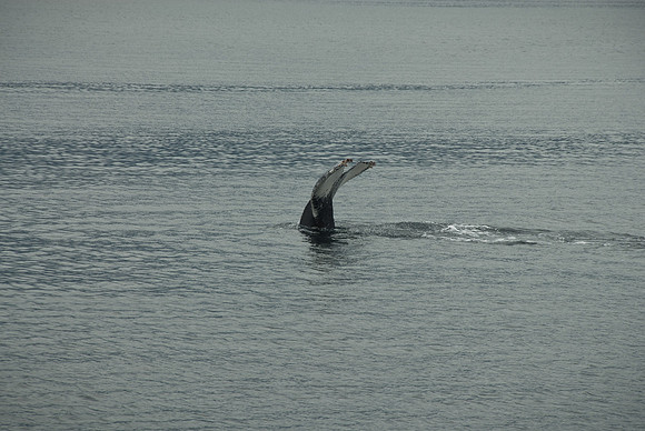 Kenai Fjords National Park, Alaska