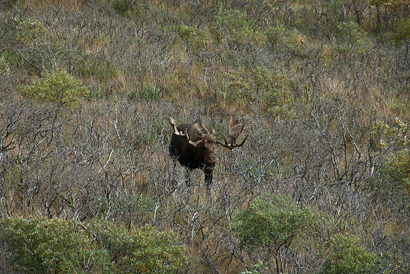 Denali National Park, Alaska