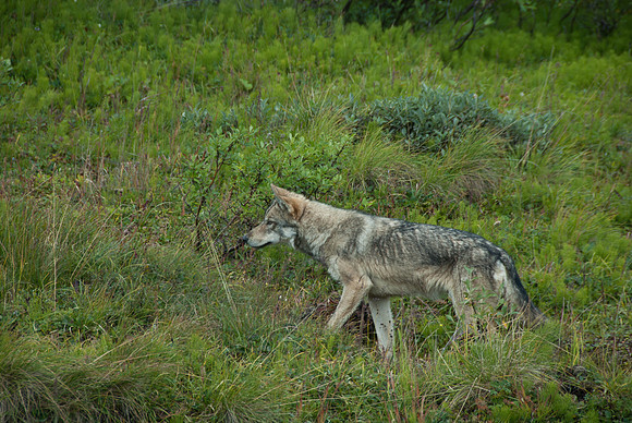Denali National Park, Alaska