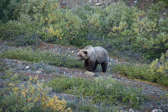 Denali National Park, Alaska
