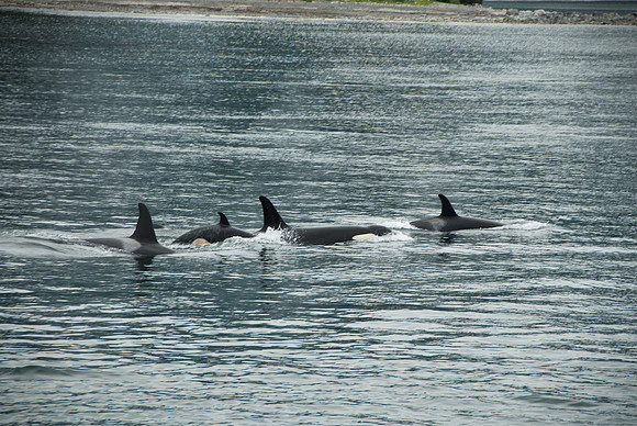 Kenai Fjords National Park, Alaska