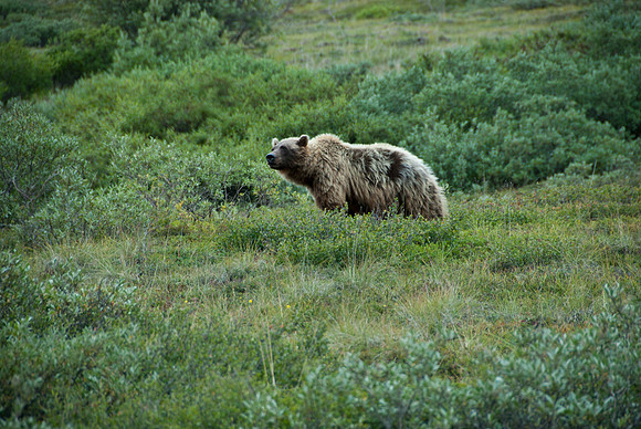 Denali National Park, Alaska