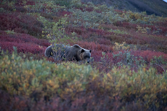 Denali National Park, Alaska