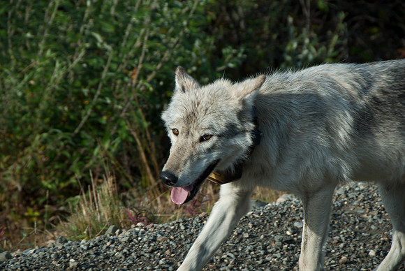 Denali National Park, Alaska