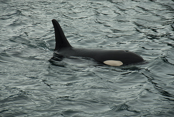 Kenai Fjords National Park, Alaska