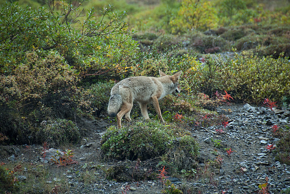 Denali National Park, Alaska