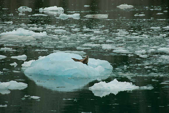 Kenai Fjords National Park, Alaska