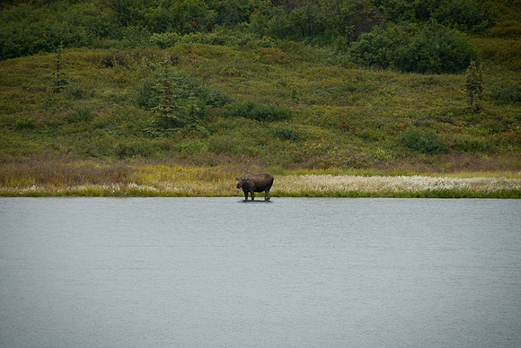 Denali National Park, Alaska