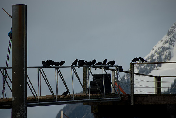 A Murder of crows