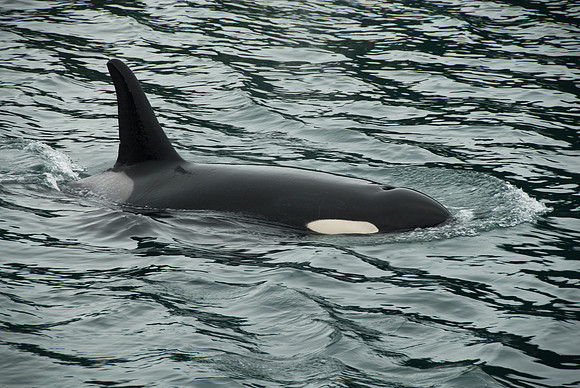 Kenai Fjords National Park, Alaska
