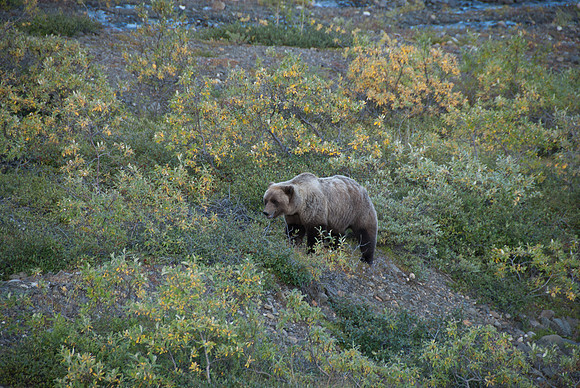Denali National Park, Alaska