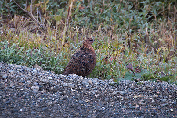 Ptarmigan