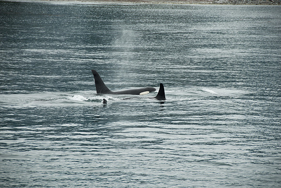 Kenai Fjords National Park, Alaska