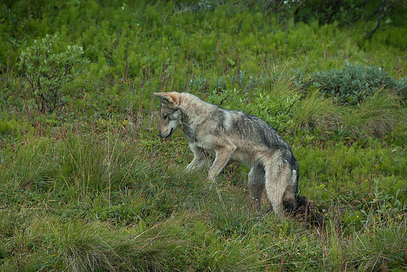 Denali National Park, Alaska
