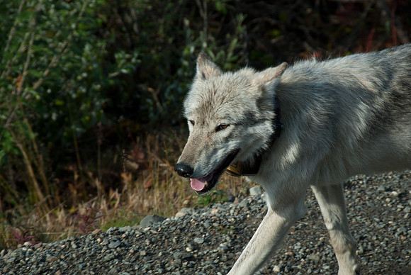 Denali National Park, Alaska
