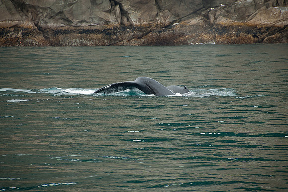 Kenai Fjords National Park, Alaska