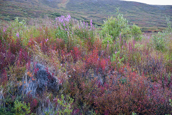Denali Highway, Alaska