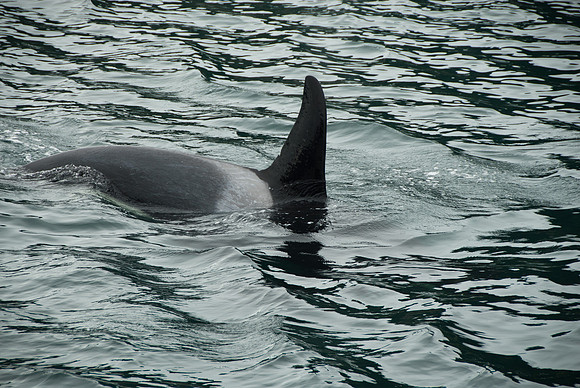 Kenai Fjords National Park, Alaska
