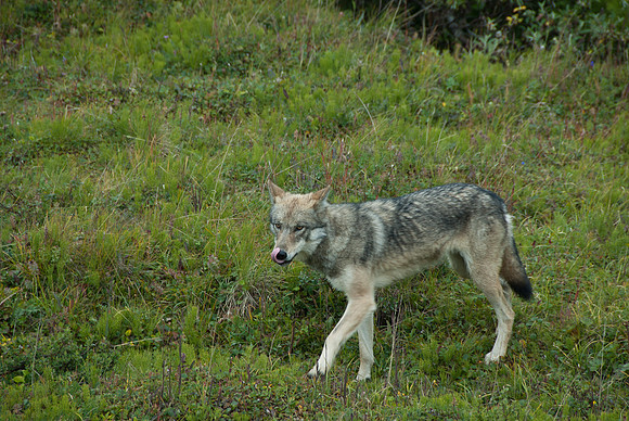 Denali National Park, Alaska