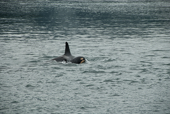 Kenai Fjords National Park, Alaska