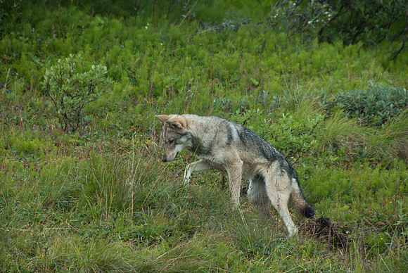 Denali National Park, Alaska