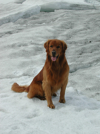 Rasco, the avalanche rescue dog