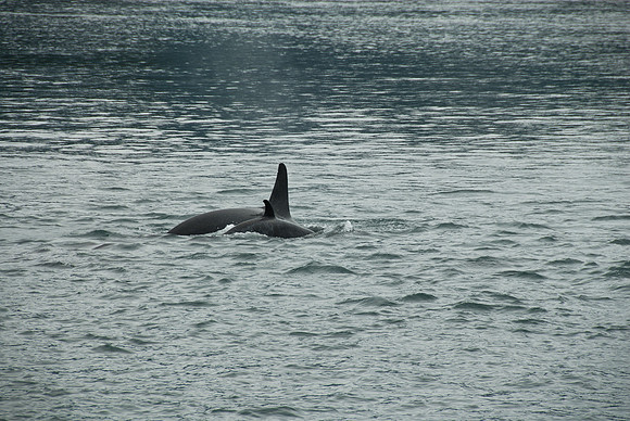 Kenai Fjords National Park, Alaska