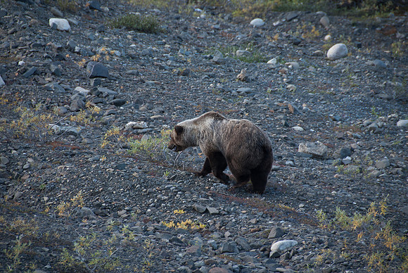 Denali National Park, Alaska